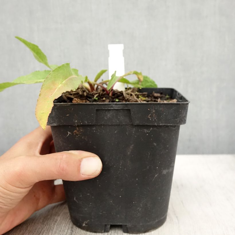 Amostra de Centáurea macrocephala Vaso de 2 L/3 L tal como entregue no outono