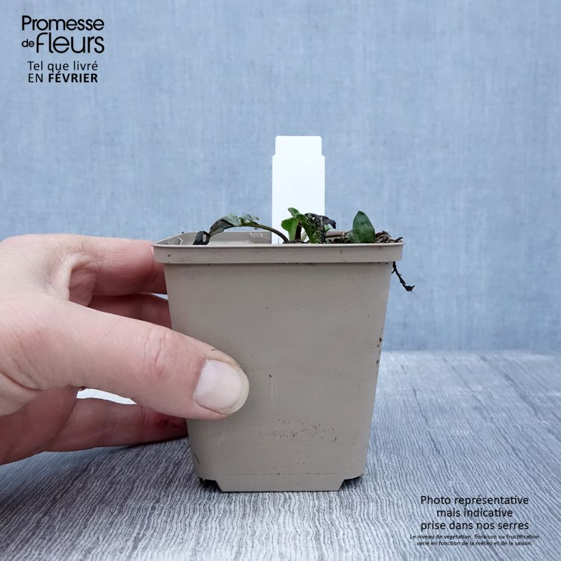 Amostra de Centaurea orientalis - Centaurée d'Orient Vaso de 8/9 cm tal como entregue no inverno