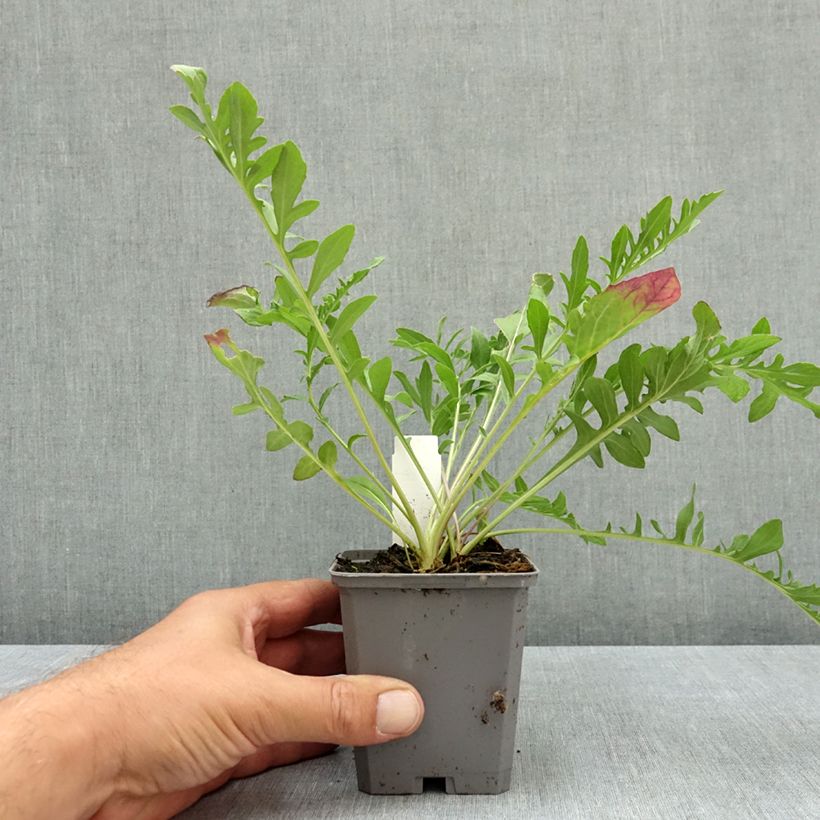 Amostra de Centáurea scabiosa Vaso de 8/9 cm tal como entregue no verão