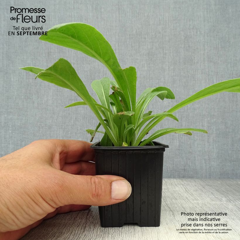 Amostra de Centáurea Caramia Vaso de 8/9 cm tal como entregue no outono