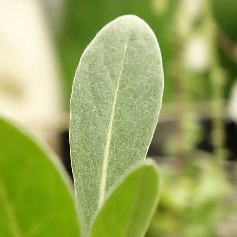 Centáurea Caramia (Folhagem)