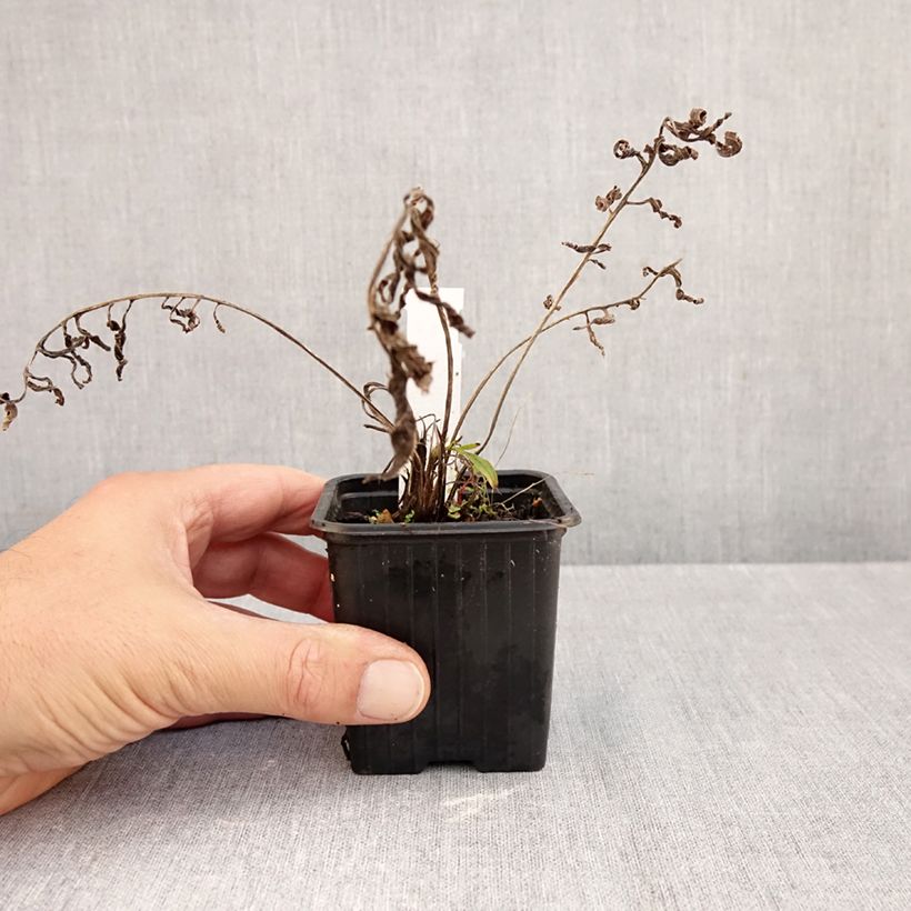 Amostra de Centáurea ruthenica Vaso de 8/9 cm tal como entregue no outono