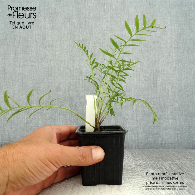 Amostra de Centáurea ruthenica Vaso de 8/9 cm tal como entregue no verão