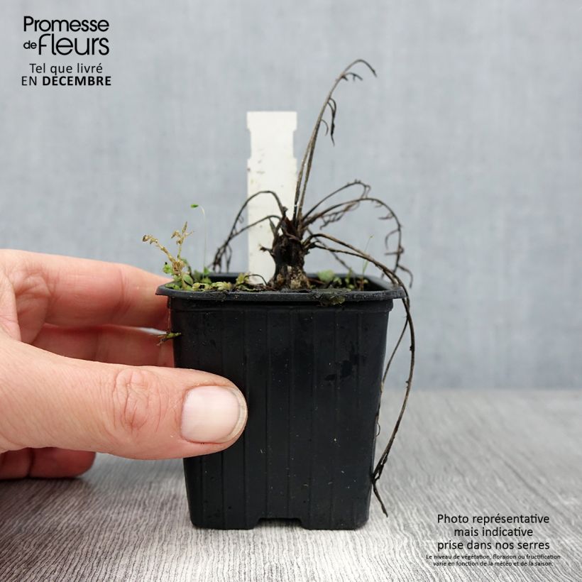 Amostra de Centáurea ruthenica Vaso de 8/9 cm tal como entregue no inverno