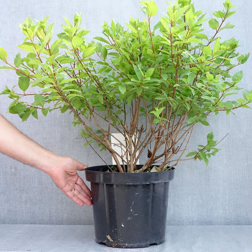 Amostra de Cephalanthus occidentalis Vaso de 7,5 L/10 L tal como entregue na primavera