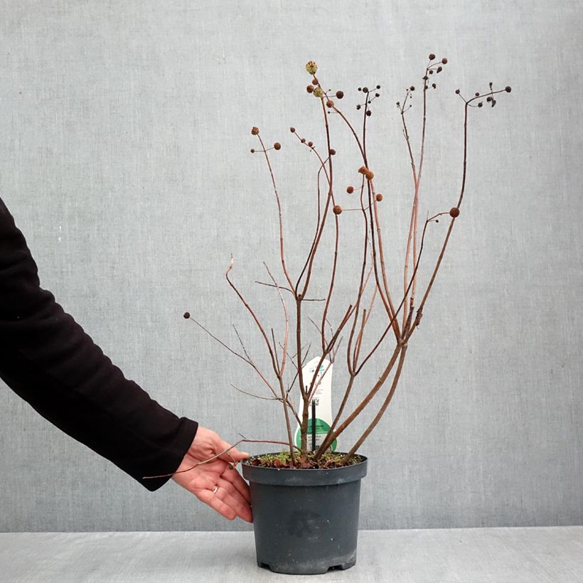 Amostra de Cephalanthus occidentalis Vaso de 3 L/4 L tal como entregue no outono