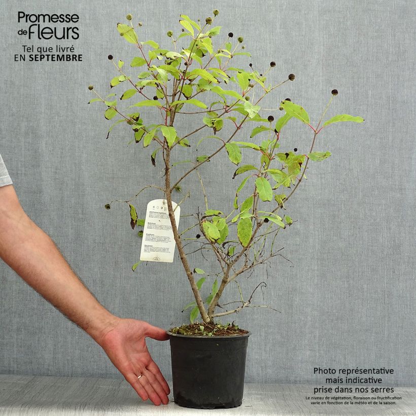 Amostra de Cephalanthus occidentalis Vaso de 3 L/4 L tal como entregue no verão