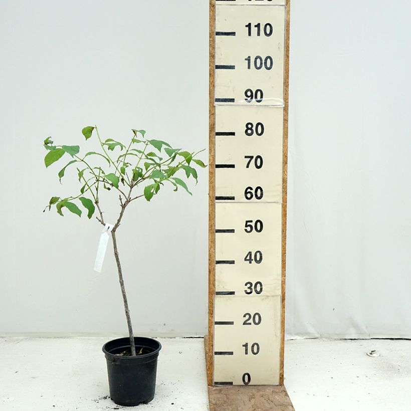 Amostra de Cephalanthus occidentalis Vaso de 3 L/4 L, Haste tal como entregue na primavera