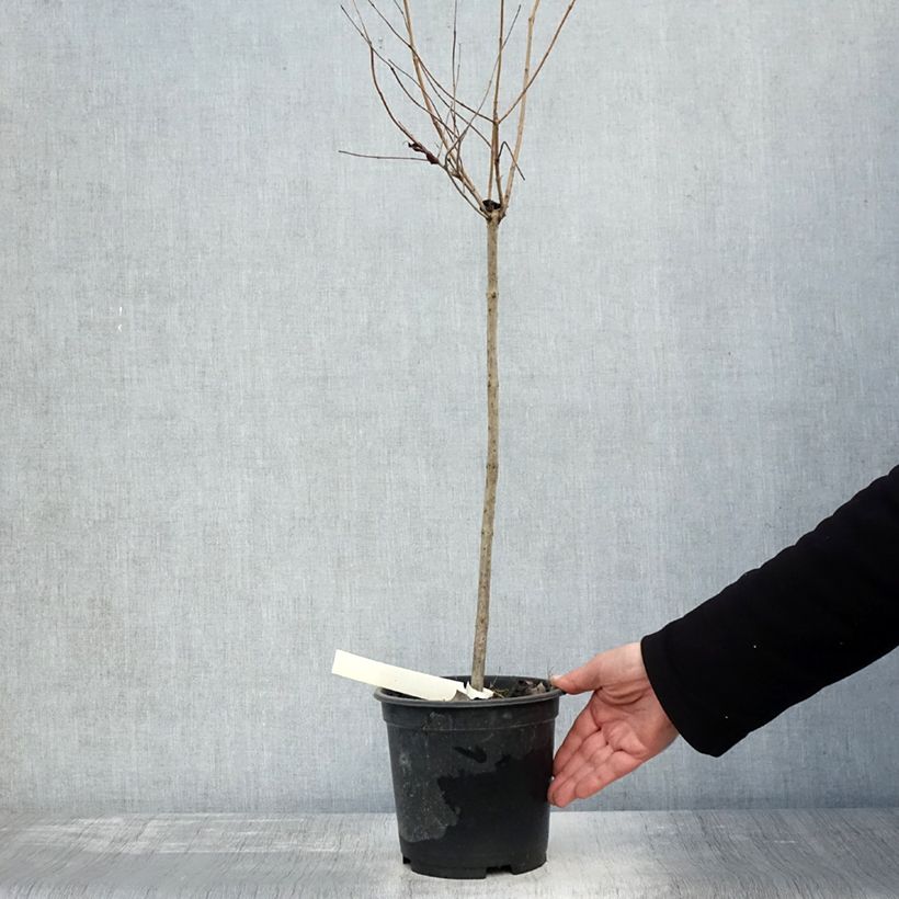 Amostra de Cephalanthus occidentalis - Bois-bouton Pot de 3L/4L, Tige, Tige de 50 cm tal como entregue no outono