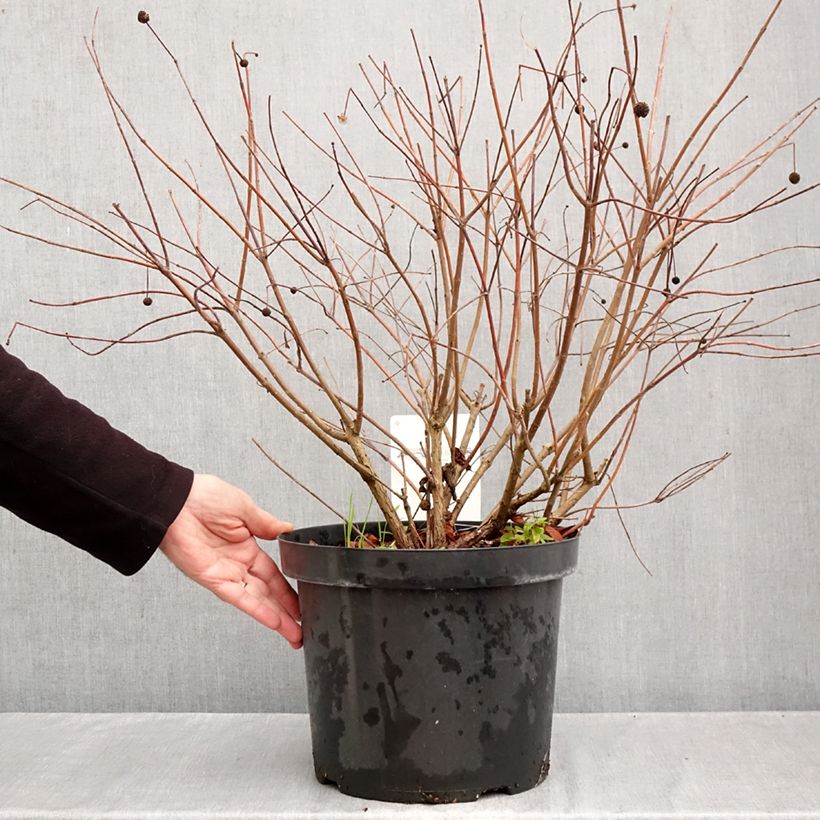 Amostra de Cephalanthus occidentalis Vaso de 7,5 L/10 L tal como entregue no outono