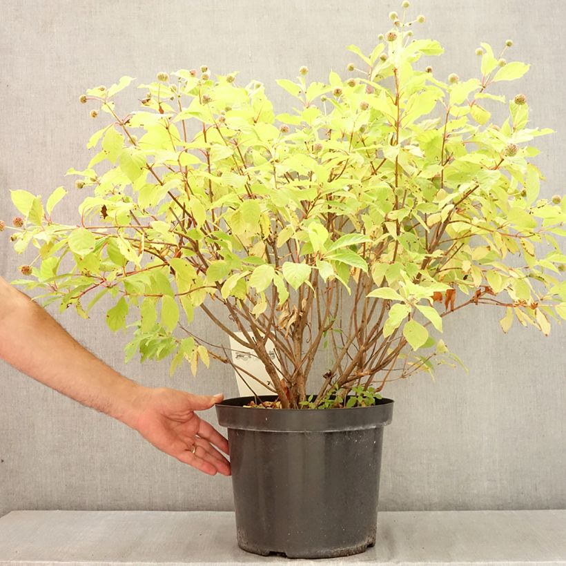 Amostra de Cephalanthus occidentalis Vaso de 7,5 L/10 L tal como entregue no verão