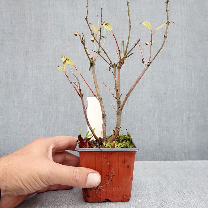 Amostra de Cephalanthus occidentalis Moonlight Fantasy Vaso de 8/9 cm tal como entregue no outono