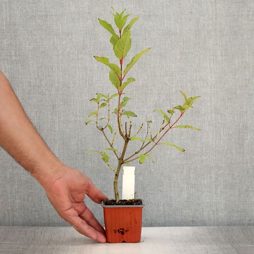Amostra de Cephalanthus occidentalis Moonlight Fantasy Vaso de 8/9 cm tal como entregue no verão