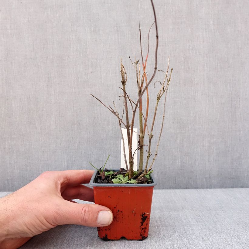 Amostra de Cephalanthus occidentalis Moonlight Fantasy Vaso de 8/9 cm tal como entregue no inverno