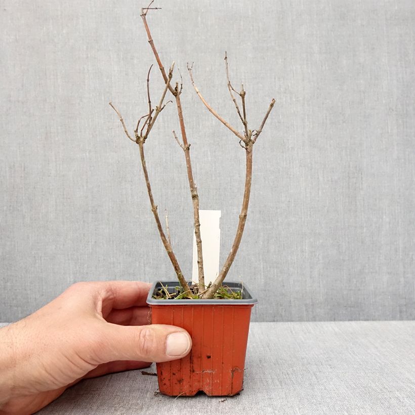 Amostra de Cephalanthus occidentalis Moonlight Fantasy Vaso de 8/9 cm tal como entregue na primavera