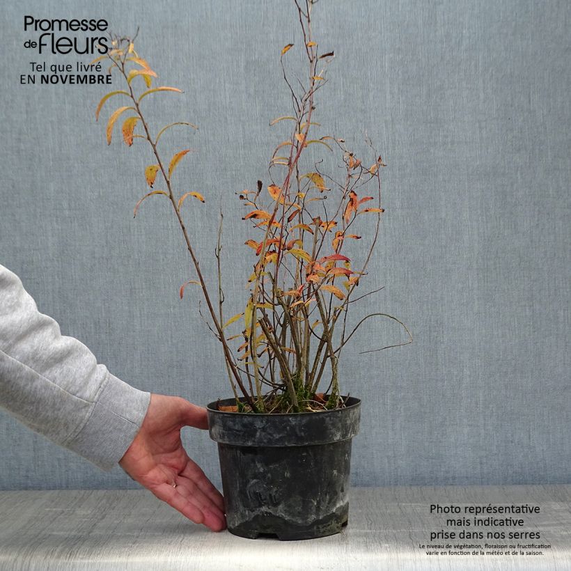 Amostra de Cephalanthus occidentalis Sugar Shack Vaso de 2 L/3 L tal como entregue no outono