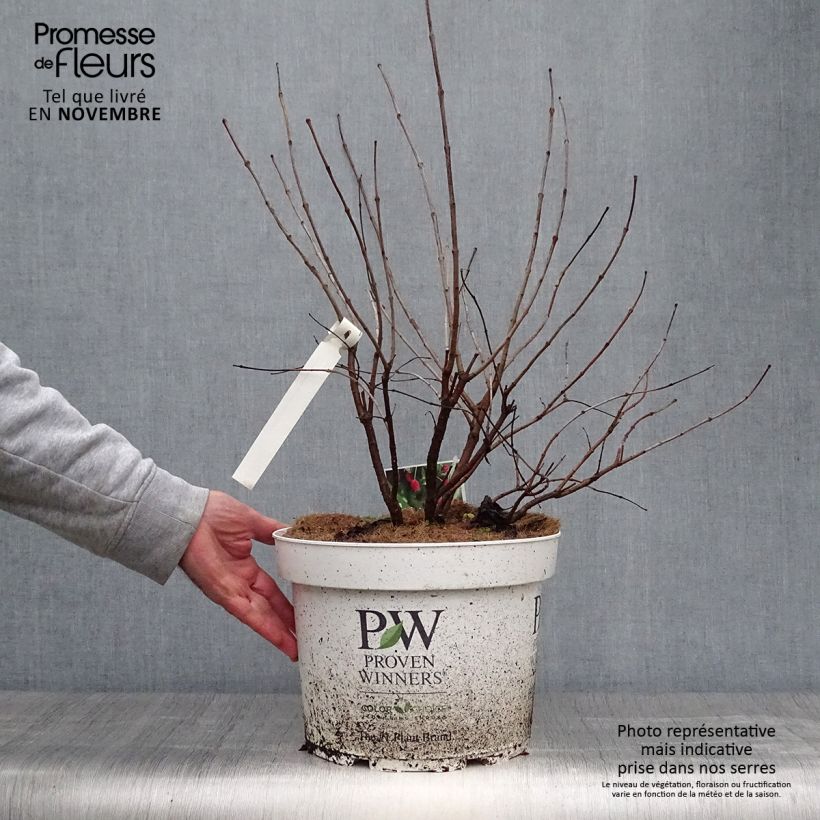 Amostra de Cephalanthus occidentalis Sugar Shack Vaso de 7,5 L/10 L tal como entregue no outono