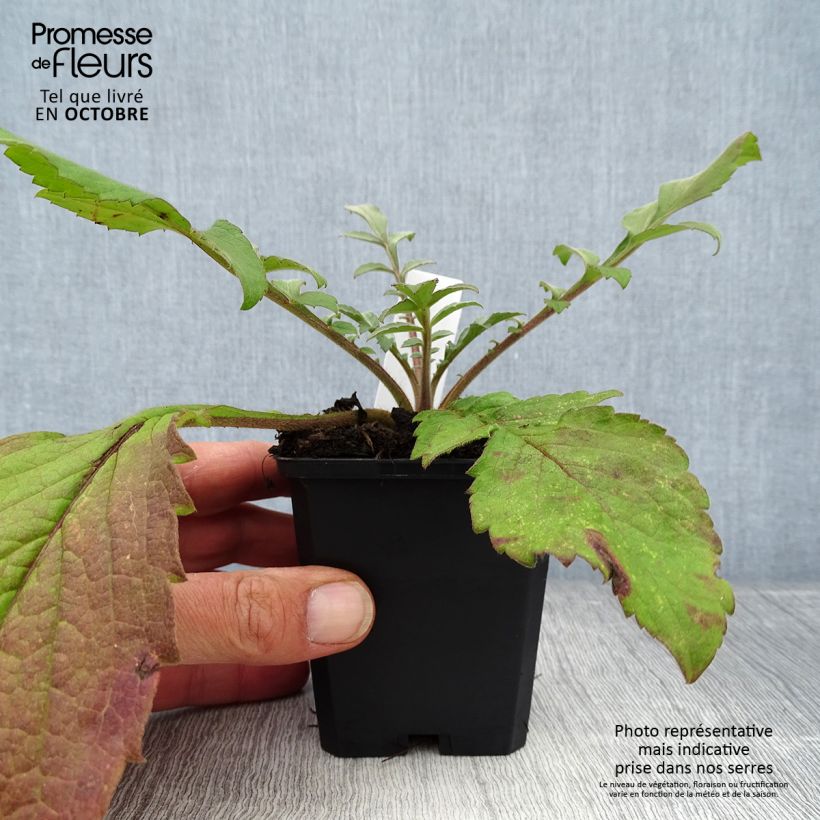 Amostra de Cephalaria gigantea Vaso de 8/9 cm tal como entregue no outono