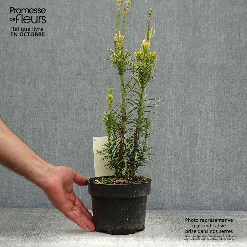 Amostra de Cephalotaxus harringtonia Korean Gold Vaso de 2 L/3 L tal como entregue no outono