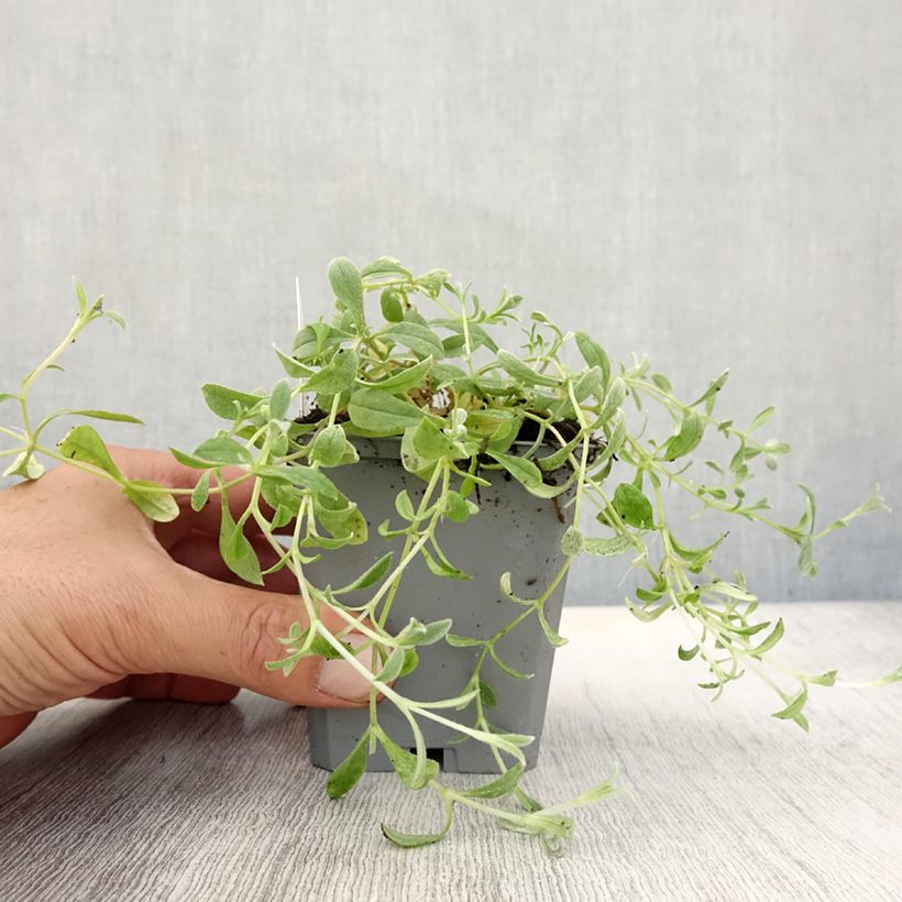 Amostra de Cerastium biebersteinii Vaso de 8/9 cm tal como entregue no outono