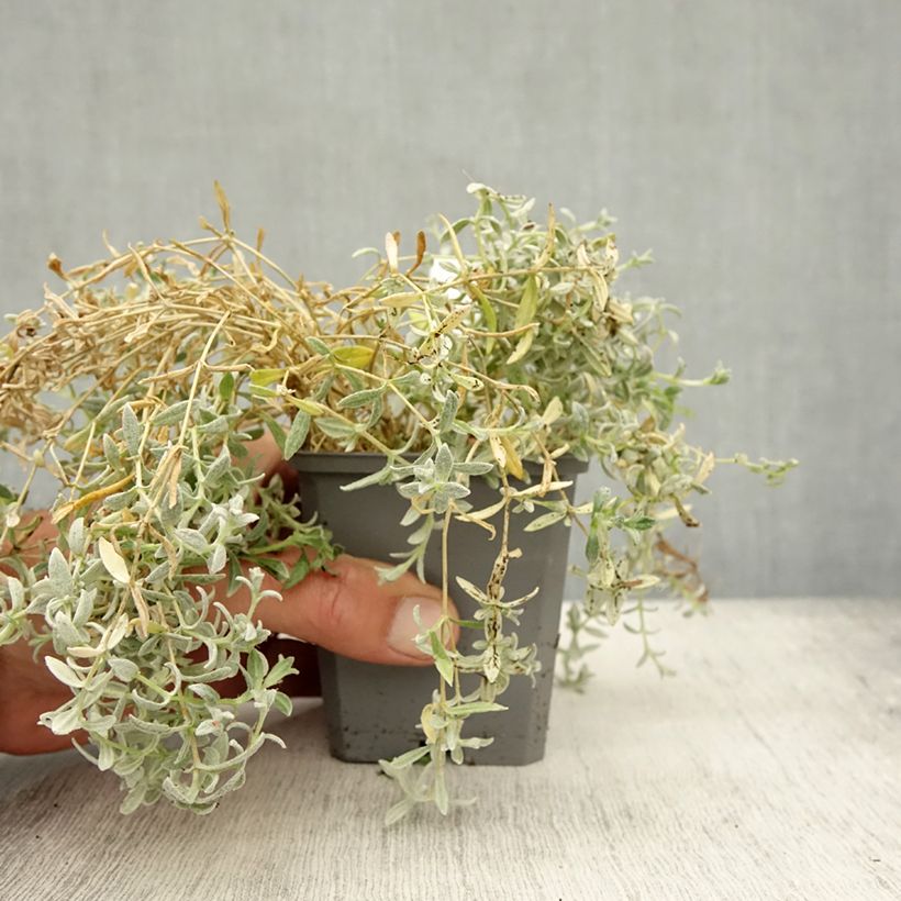 Amostra de Cerastium tomentosum var. columnae Vaso de 8/9 cm tal como entregue no outono