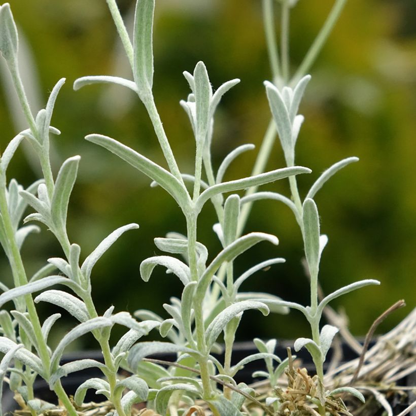 Cerastium tomentosum var. columnae (Folhagem)