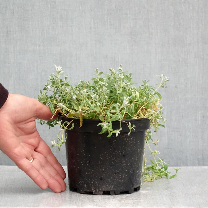 Amostra de Cerastium tomentosum var. columnae Vaso de 2 L/3 L tal como entregue no outono
