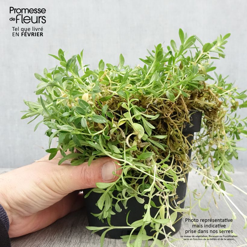 Amostra de Cerastium tomentosum var. columnae Vaso de 2 L/3 L tal como entregue no inverno