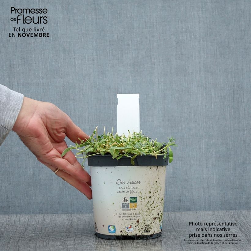 Amostra de Cerastium tomentosum Yo Yo Vaso de 2 L/3 L tal como entregue no outono