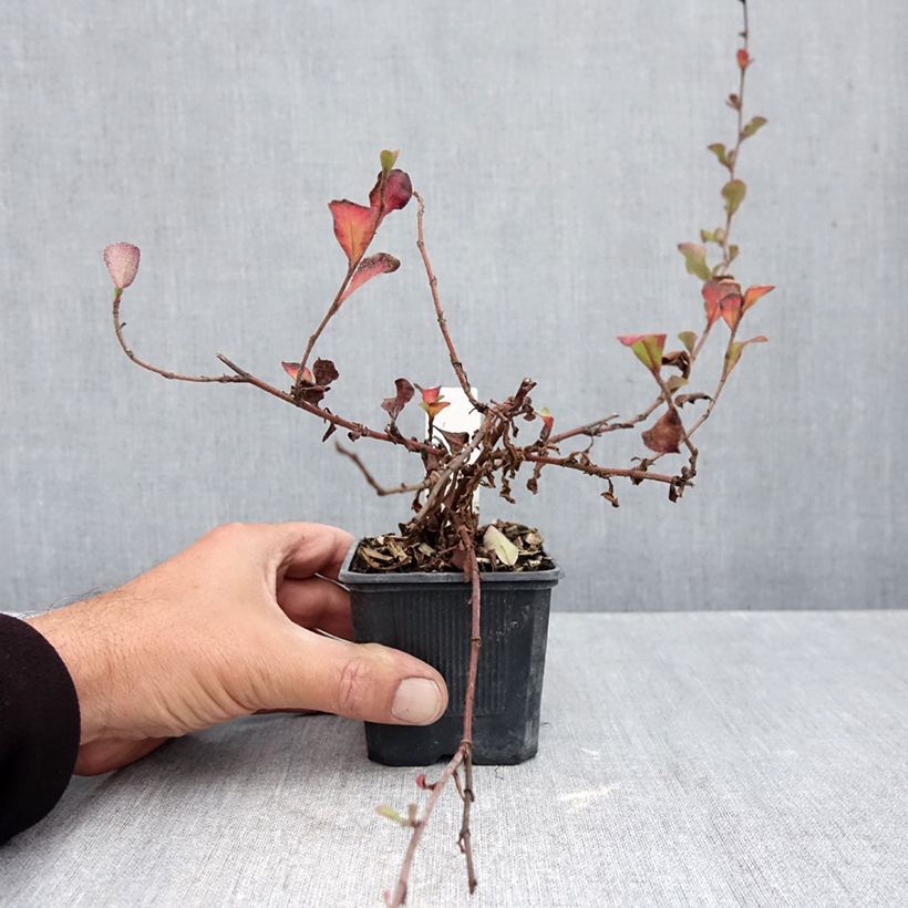 Amostra de Ceratostigma griffithii Vaso de 8/9 cm tal como entregue no outono
