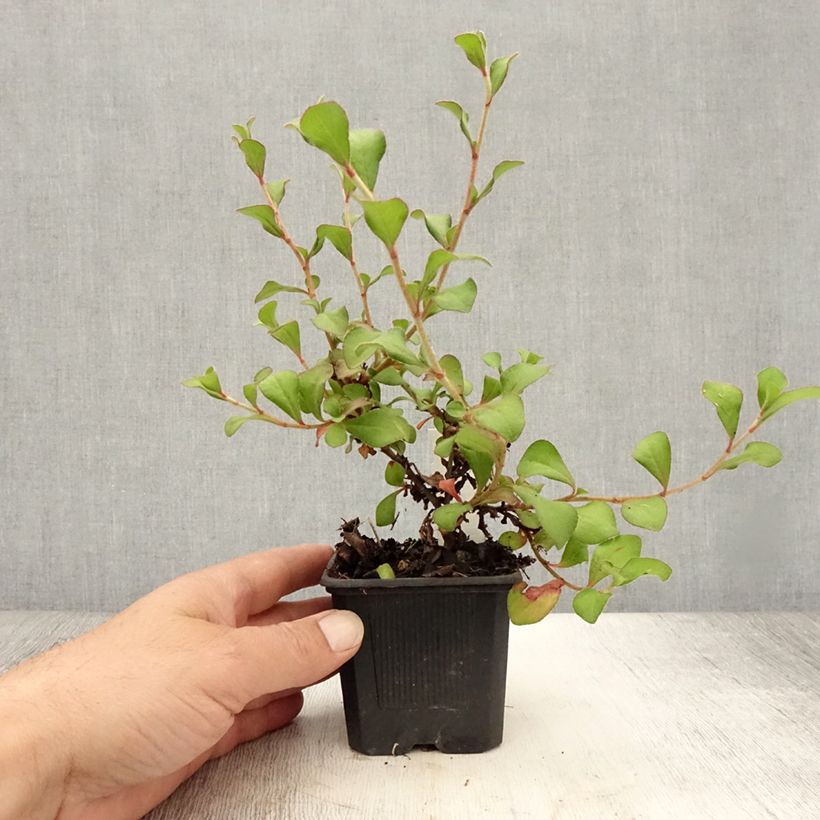 Amostra de Ceratostigma griffithii Vaso de 8/9 cm tal como entregue no verão