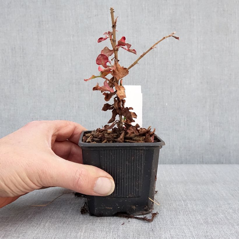 Amostra de Ceratostigma griffithii, Dentelaire Vaso de 8/9 cm tal como entregue no inverno