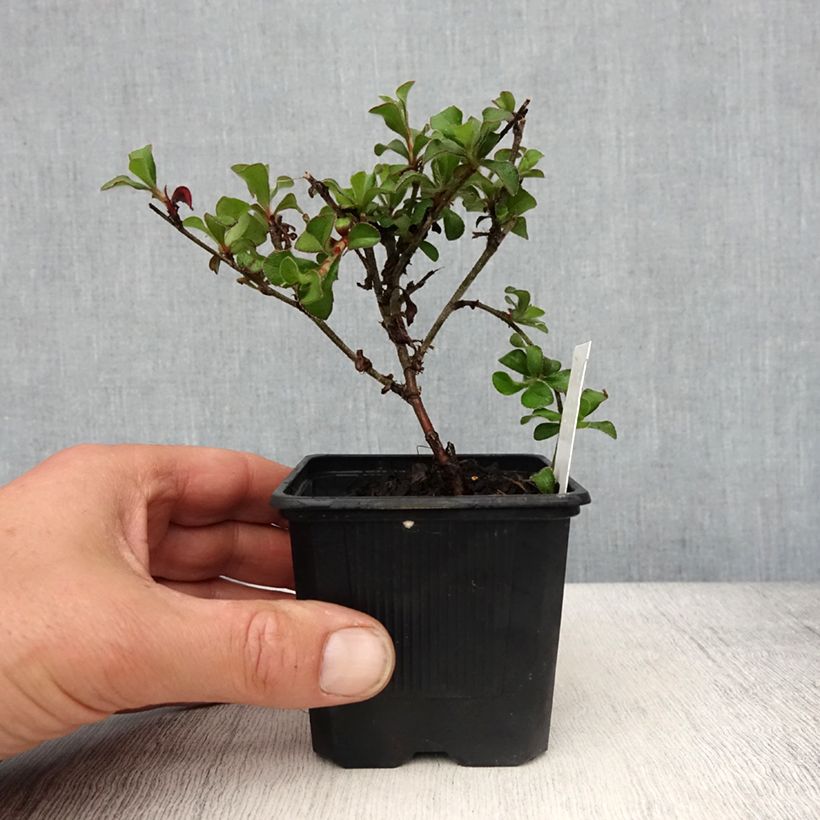 Amostra de Ceratostigma griffithii Vaso de 8/9 cm tal como entregue na primavera