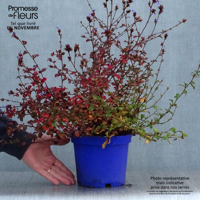 Amostra de Ceratostigma griffithii Vaso de 2 L/3 L tal como entregue no outono