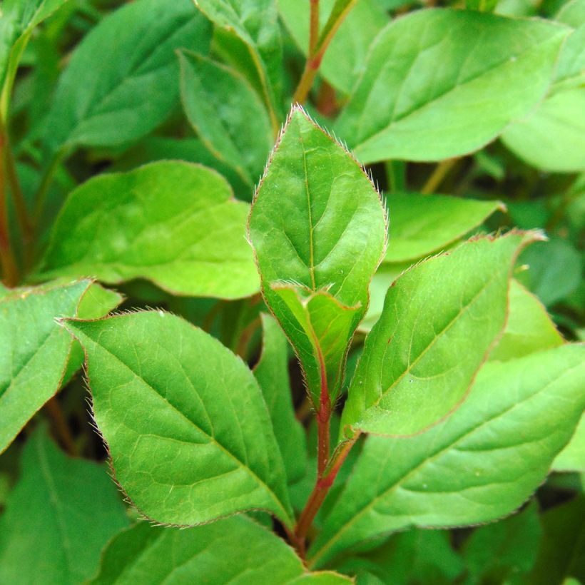 Ceratostigma plumbaginoides (Folhagem)