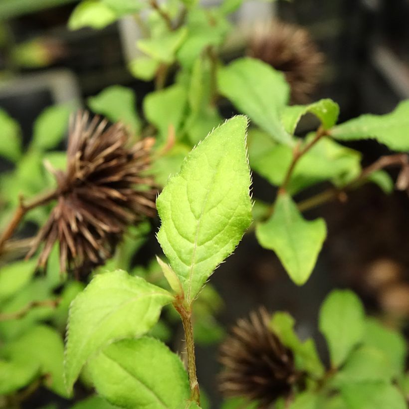 Ceratostigma willmottianum Forest Blue (Folhagem)