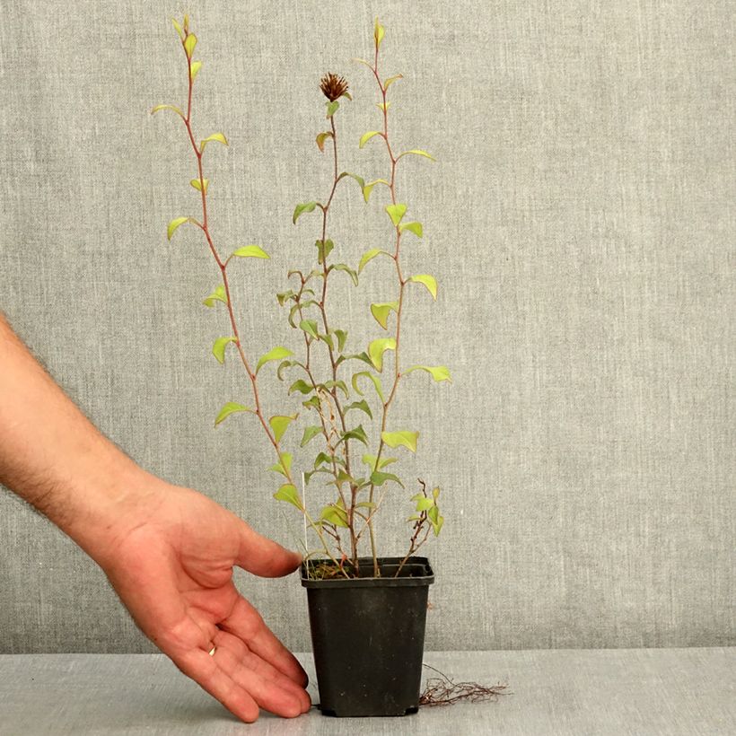 Amostra de Ceratostigma willmottianum - Plumbago-do-Tibete Vaso de 8/9 cm tal como entregue no verão