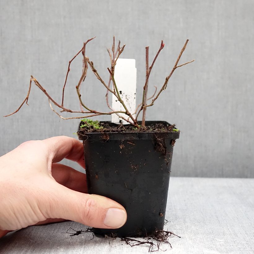 Amostra de Ceratostigma willmottianum Forest Blue Vaso de 8/9 cm tal como entregue no inverno