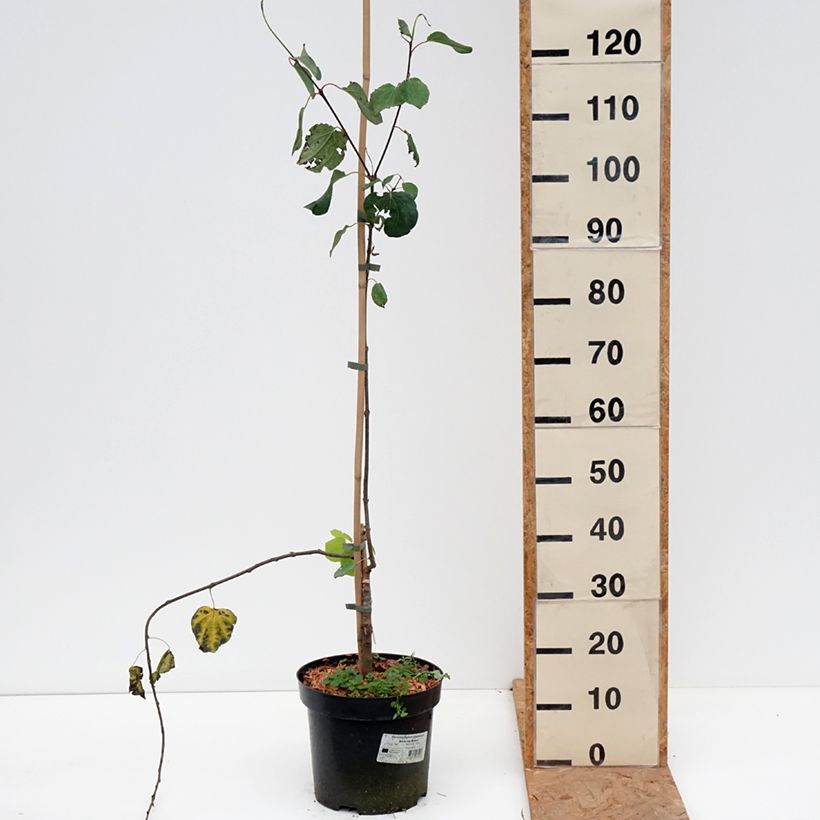 Amostra de Cercidiphyllum japonicum Amazing Grace - Arbre à caramel pleureur Pot de 7,5L/10L tal como entregue no outono