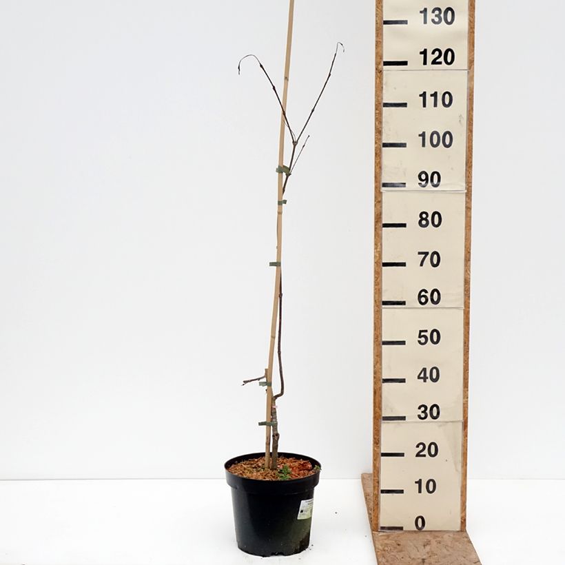 Amostra de Cercidiphyllum japonicum Amazing Grace Vaso de 7,5 L/10 L tal como entregue no inverno