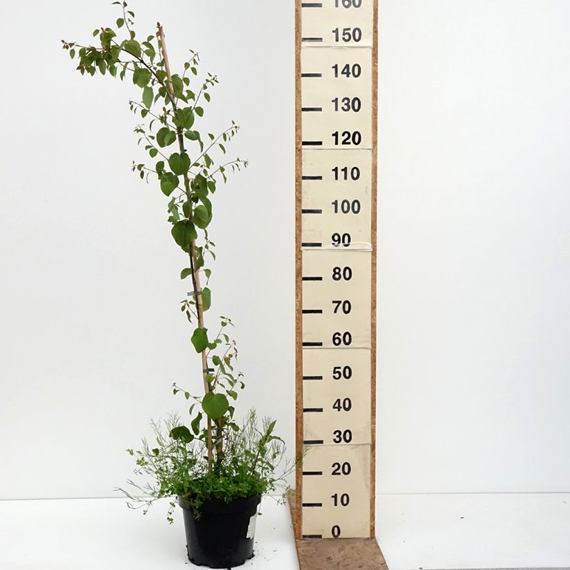 Amostra de Cercidiphyllum japonicum Amazing Grace Vaso de 7,5 L/10 L tal como entregue na primavera