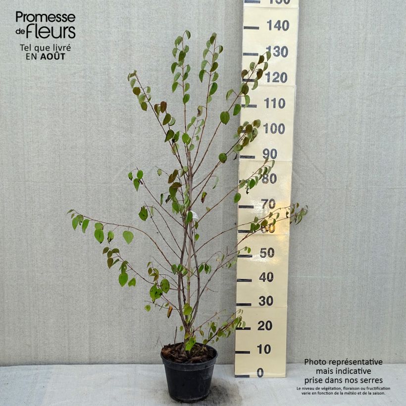 Amostra de Cercidiphyllum japonicum Glowball Vaso de 4 L/5 L tal como entregue no verão