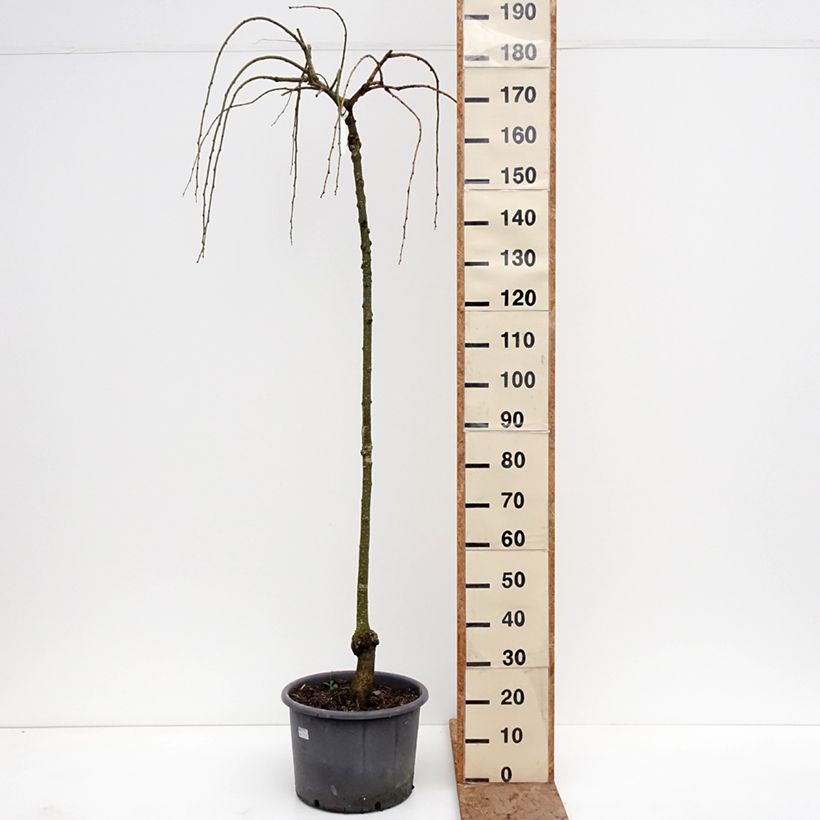 Amostra de Cercidiphyllum japonicum Pendulum Vaso de 7,5 L/10 L, Brasão tal como entregue no inverno