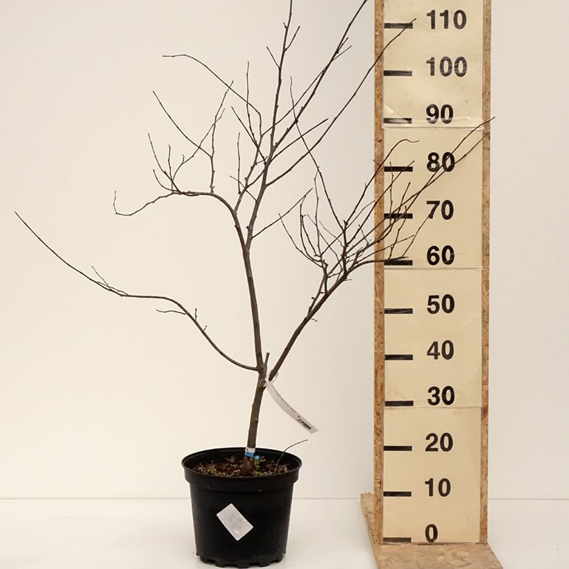 Amostra de Cercis canadensis Alley Cat - Gainier du Canada  Vaso de 6 L/7 L tal como entregue no inverno