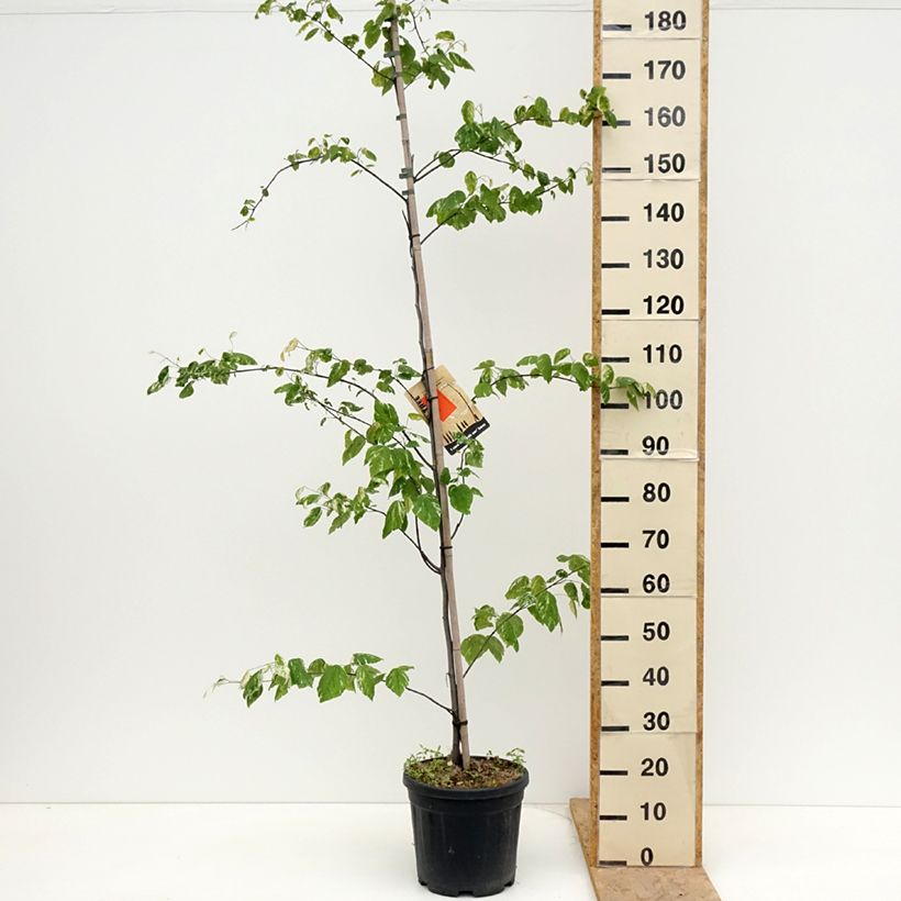 Amostra de Cercis canadensis Alley Cat Vaso de 6 L/7 L tal como entregue na primavera