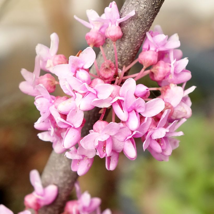 Cercis canadensis Alley Cat (Floração)