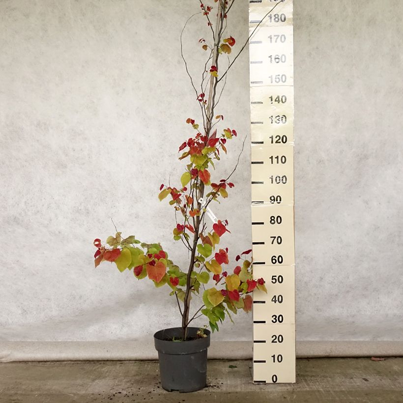 Amostra de Cercis canadensis Eternal Flame Vaso de 12 L/15 L tal como entregue no verão