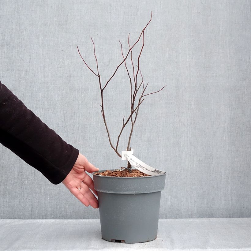 Amostra de Cercis canadensis Eternal Flame Vaso de 4 L/5 L tal como entregue no inverno