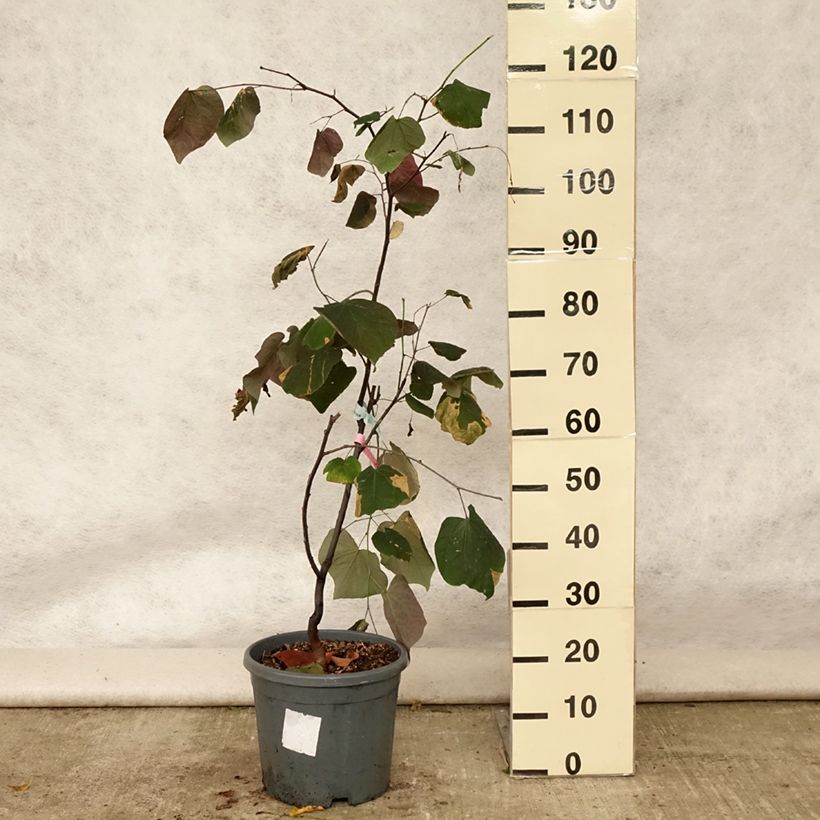 Amostra de Cercis canadensis Forest Pansy Vaso de 7,5 L/10 L tal como entregue no verão