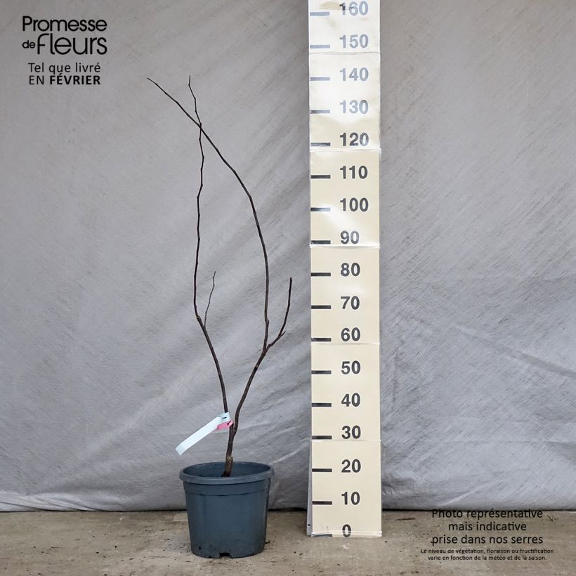 Amostra de Cercis canadensis Forest Pansy Vaso de 7,5 L/10 L tal como entregue no inverno
